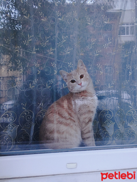 Tekir Kedi, Kedi  Kermit fotoğrafı