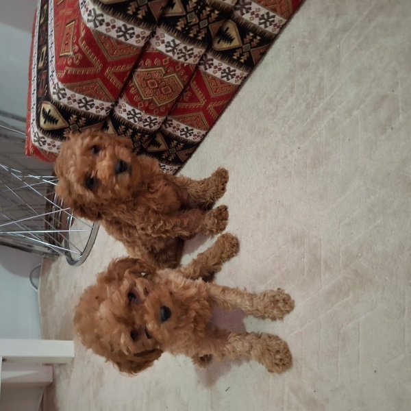 Poodle (Minyatür Kaniş), Köpek  Rudy fotoğrafı