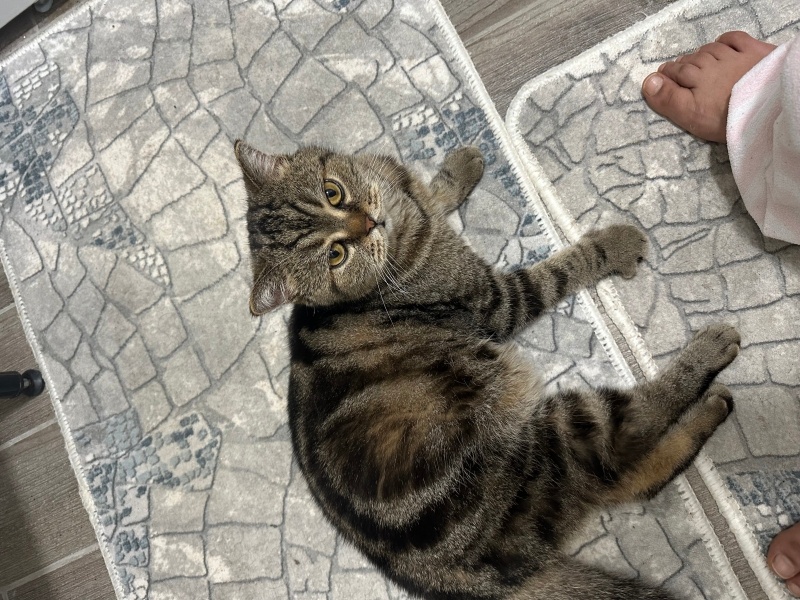 British Shorthair, Kedi  Miko fotoğrafı