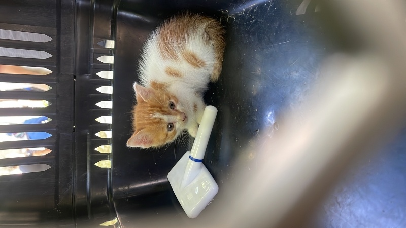 Tekir Kedi, Kedi  ceko fotoğrafı
