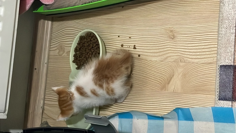 Tekir Kedi, Kedi  ceko fotoğrafı