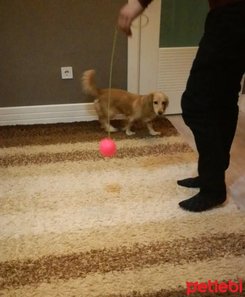 Golden Retriever, Köpek  Tarçın fotoğrafı