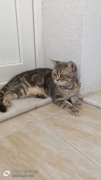 British Shorthair, Kedi  British Skotish fotoğrafı