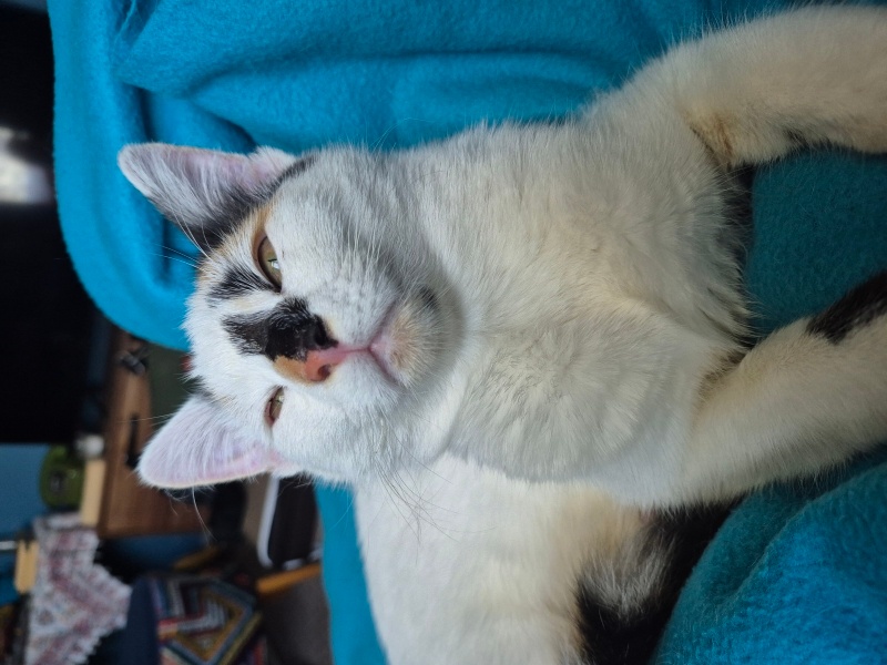 Tekir Kedi, Kedi  Sofia fotoğrafı