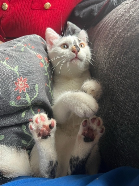 Tekir Kedi, Kedi  Sofia fotoğrafı