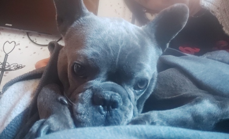 Fransız Bulldog, Köpek  Roby fotoğrafı