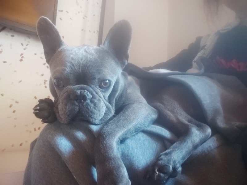 Fransız Bulldog, Köpek  Roby fotoğrafı