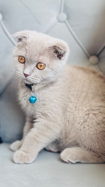 Scottish Fold, Kedi  Mirza fotoğrafı