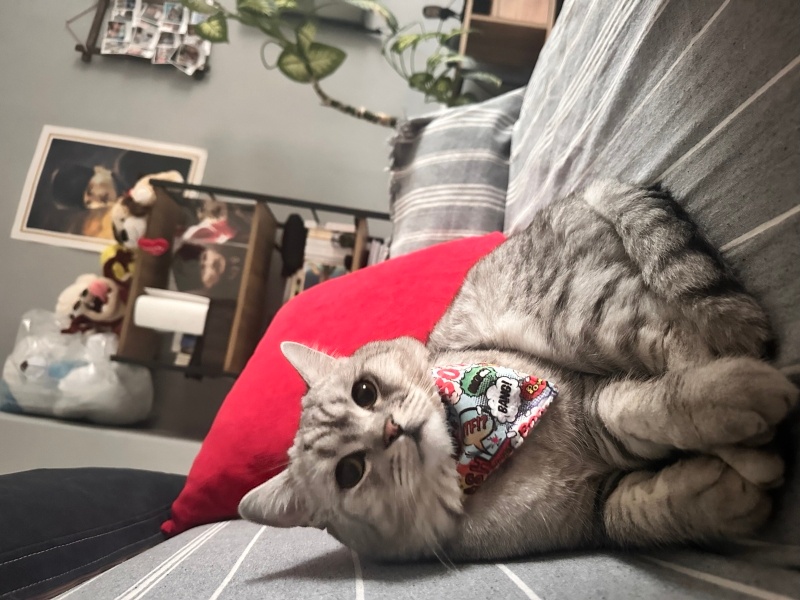 British Longhair, Kedi  Behlül fotoğrafı