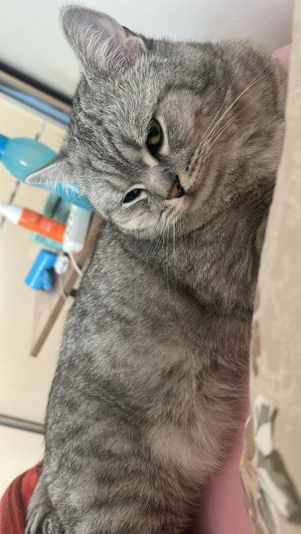 British Longhair, Kedi  Behlül fotoğrafı