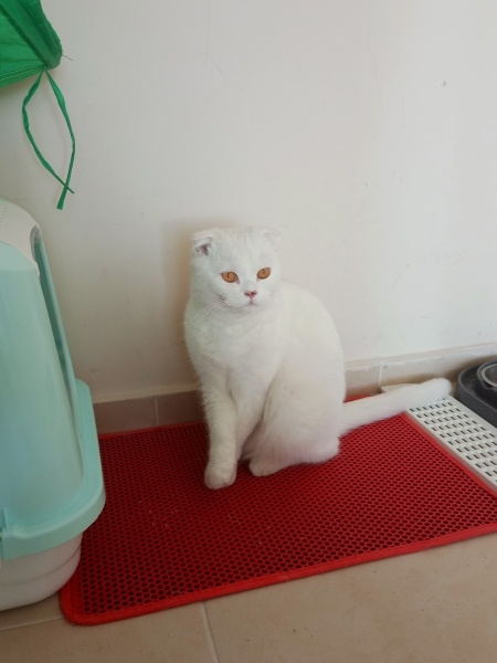 Scottish Fold, Kedi  Pamuk fotoğrafı