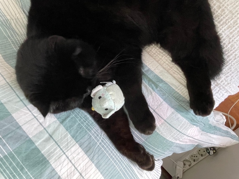 Scottish Fold, Kedi  Zeytin fotoğrafı