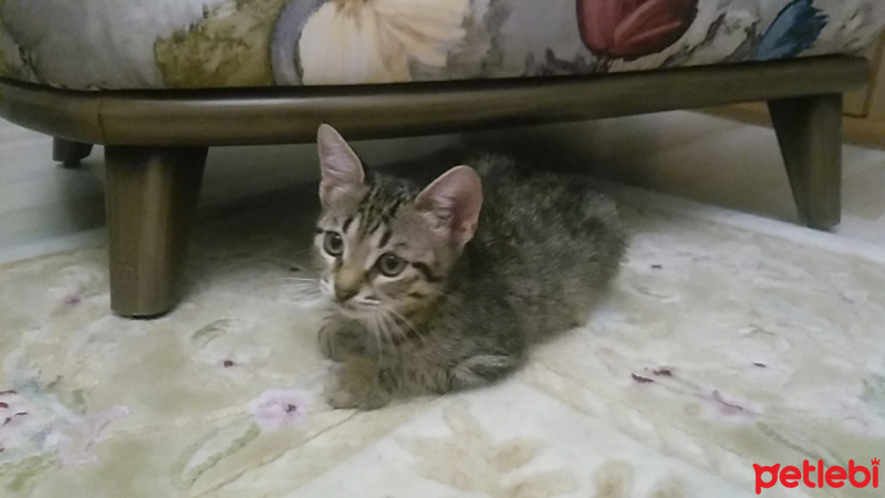 Tekir Kedi, Kedi  Şeker fotoğrafı