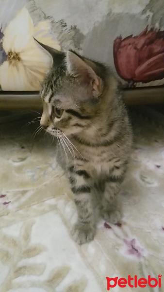 Tekir Kedi, Kedi  Şeker fotoğrafı