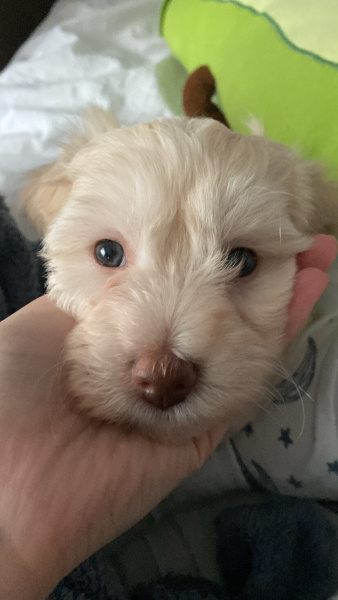 Maltese, Köpek  Çakıl fotoğrafı
