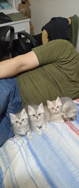 British Shorthair, Kedi  Alfa, Mira, Lina ve Phonex (Finiks) fotoğrafı