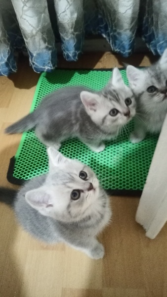 British Shorthair, Kedi  Alfa, Mira, Lina ve Phonex (Finiks) fotoğrafı