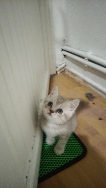 British Shorthair, Kedi  Alfa, Mira, Lina ve Phonex (Finiks) fotoğrafı