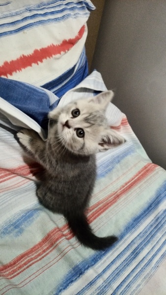 British Shorthair, Kedi  Alfa, Mira, Lina ve Phonex (Finiks) fotoğrafı