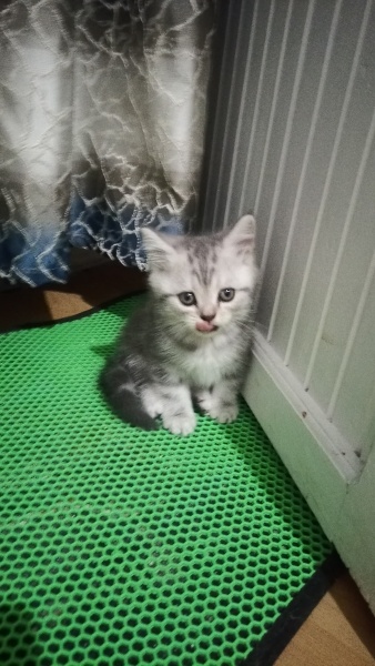 British Shorthair, Kedi  Alfa, Mira, Lina ve Phonex (Finiks) fotoğrafı