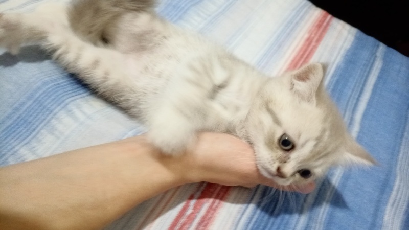 British Shorthair, Kedi  Alfa, Mira, Lina ve Phonex (Finiks) fotoğrafı
