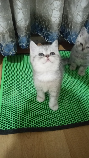 British Shorthair, Kedi  Alfa, Mira, Lina ve Phonex (Finiks) fotoğrafı