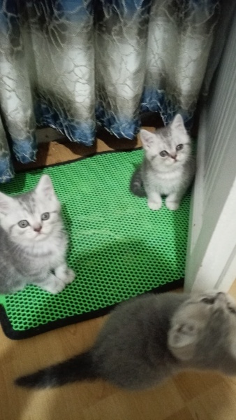 British Shorthair, Kedi  Alfa, Mira, Lina ve Phonex (Finiks) fotoğrafı