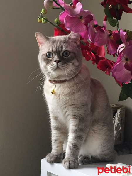 British Shorthair, Kedi  zeus fotoğrafı