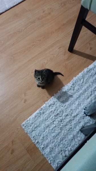 Tekir Kedi, Kedi  Yulaf fotoğrafı