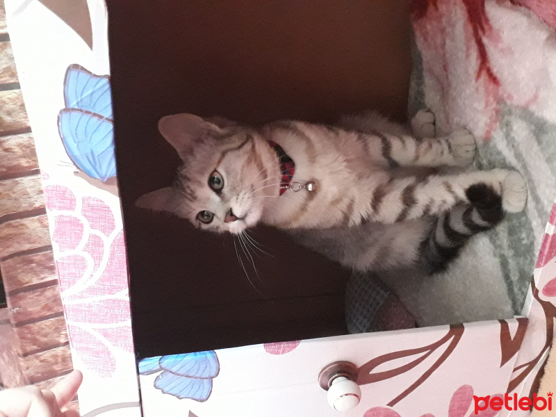 Tekir Kedi, Kedi  Ece fotoğrafı