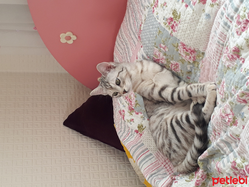 Tekir Kedi, Kedi  Ece fotoğrafı