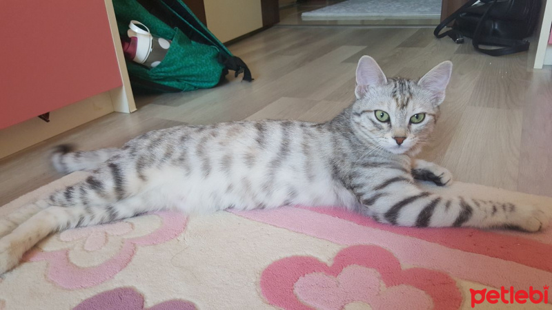Tekir Kedi, Kedi  Ece fotoğrafı