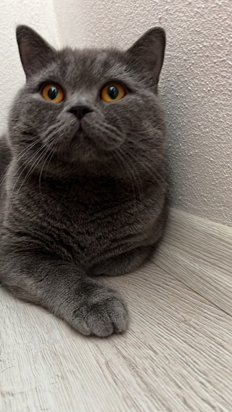 British Shorthair, Kedi  Kaju fotoğrafı