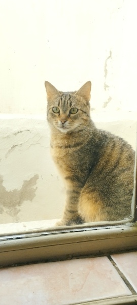 Tekir Kedi, Kedi  Şüküf fotoğrafı