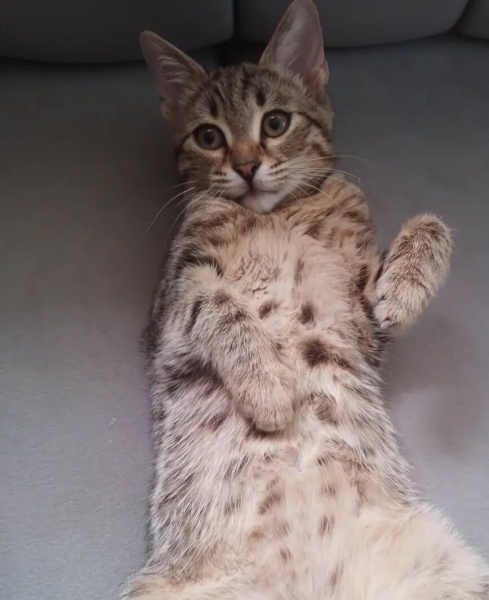 Tekir Kedi, Kedi  Şüküf fotoğrafı