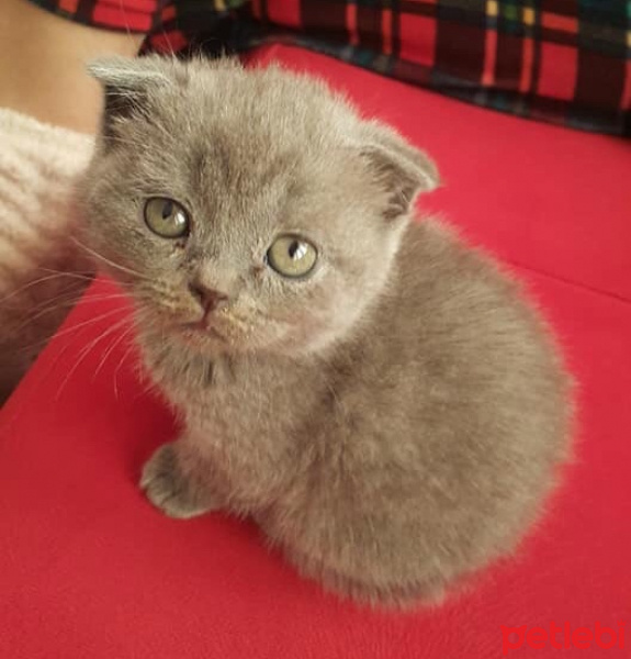 Scottish Fold, Kedi  SHEILLA fotoğrafı