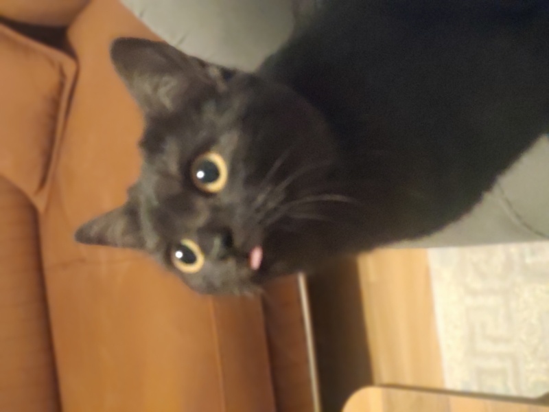 British Shorthair, Kedi  Mia fotoğrafı