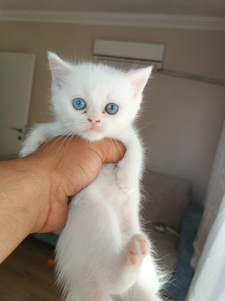 British Shorthair, Kedi  ismi yok daha fotoğrafı
