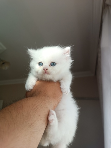 British Shorthair, Kedi  ismi yok daha fotoğrafı