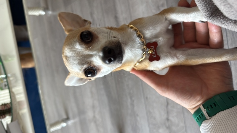 Chihuahua, Köpek  Kaju fotoğrafı