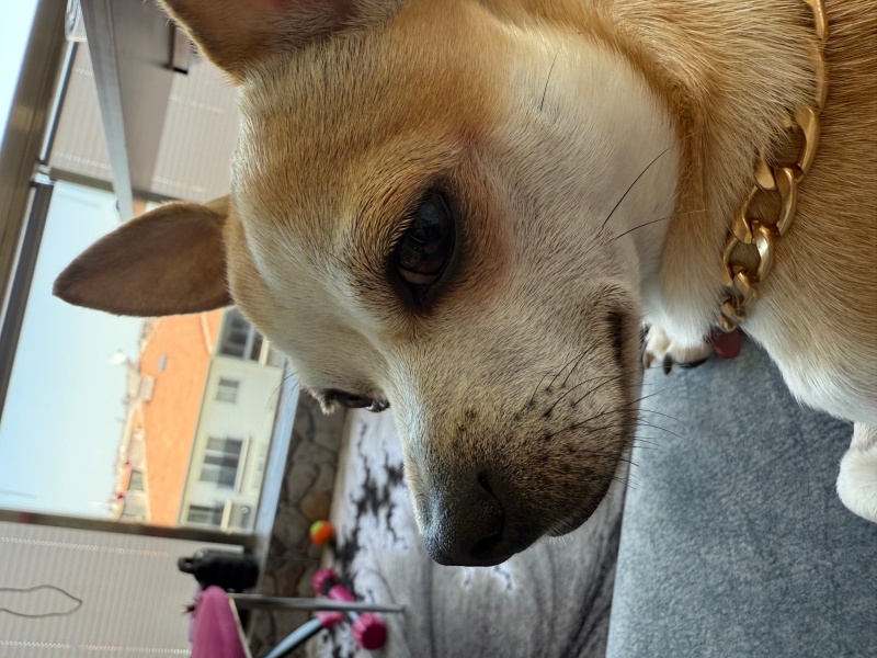 Chihuahua, Köpek  Kaju fotoğrafı