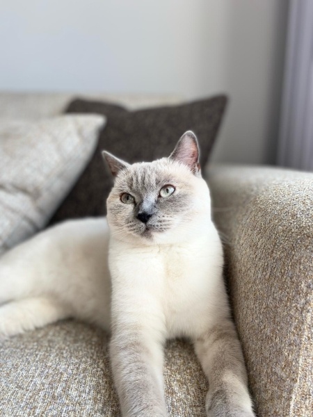 British Shorthair, Kedi  Lotus fotoğrafı