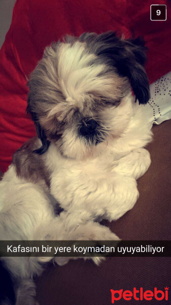 Shih Tzu, Köpek  Bay P Body fotoğrafı