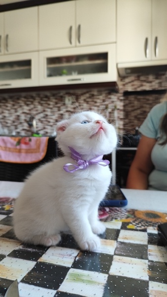 British Shorthair, Kedi  Mayıs fotoğrafı