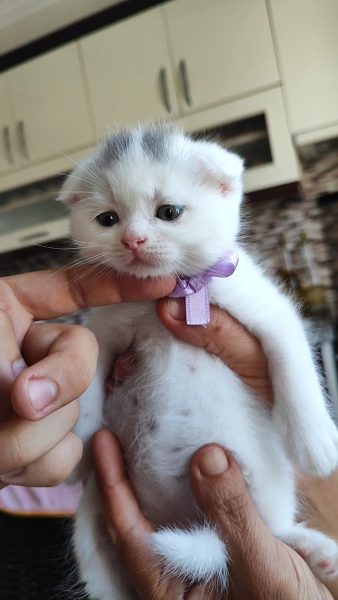 British Shorthair, Kedi  Mayıs fotoğrafı