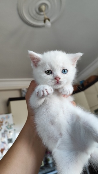British Shorthair, Kedi  Mayıs fotoğrafı