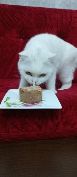 Scottish Fold, Kedi  Leydi fotoğrafı