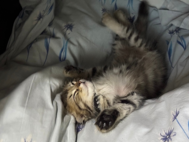 British Longhair, Kedi  Kai fotoğrafı