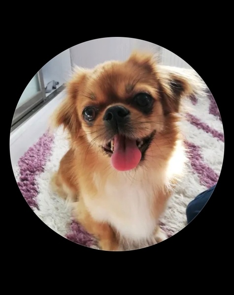 Pekingese, Köpek  Kontes fotoğrafı