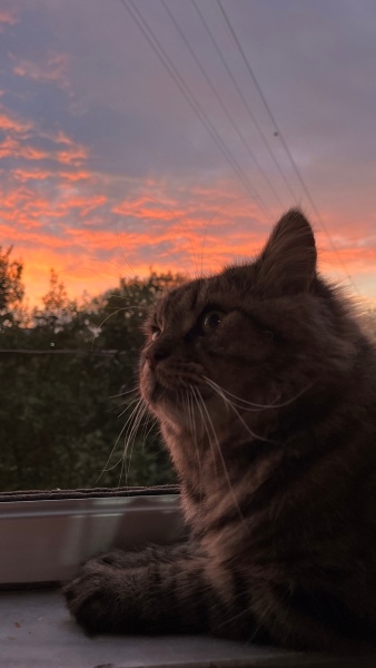 Norwegian Forest, Kedi  Ash fotoğrafı